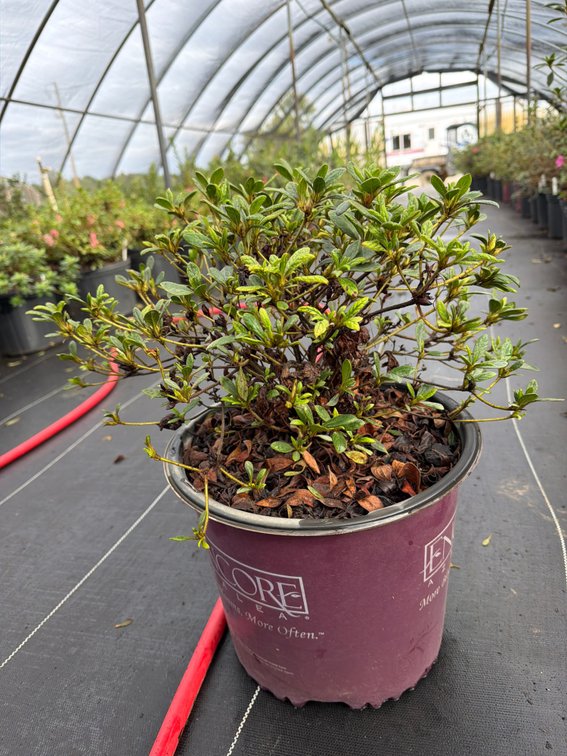 8count Embers Encore Azalea 3 gal