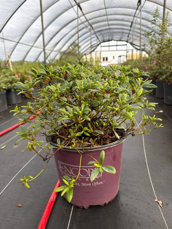 8count Embers Encore Azalea 3 gal