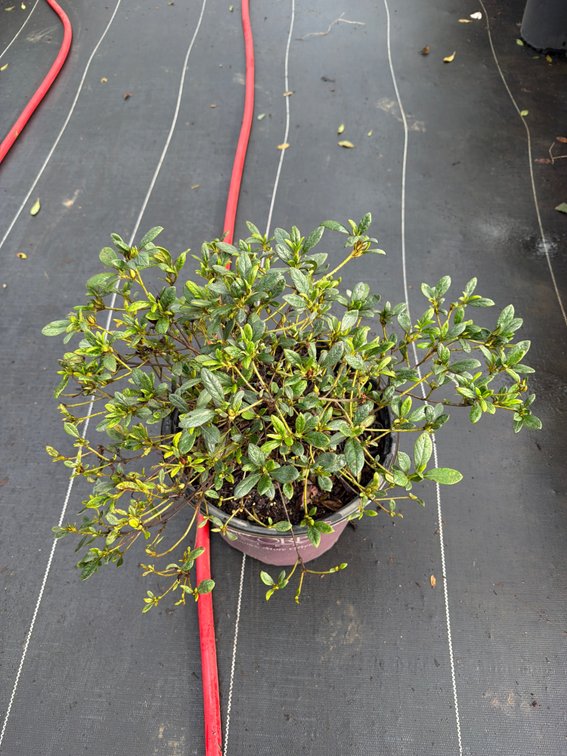 8count Embers Encore Azalea 3 gal