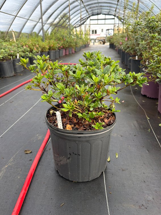 7count Sunset Encore Azalea 3 gal