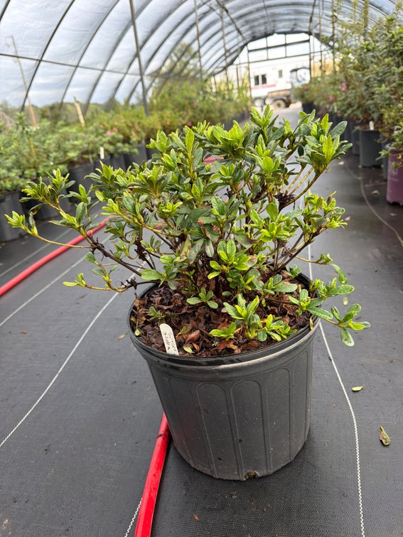 7count Sunset Encore Azalea 3 gal