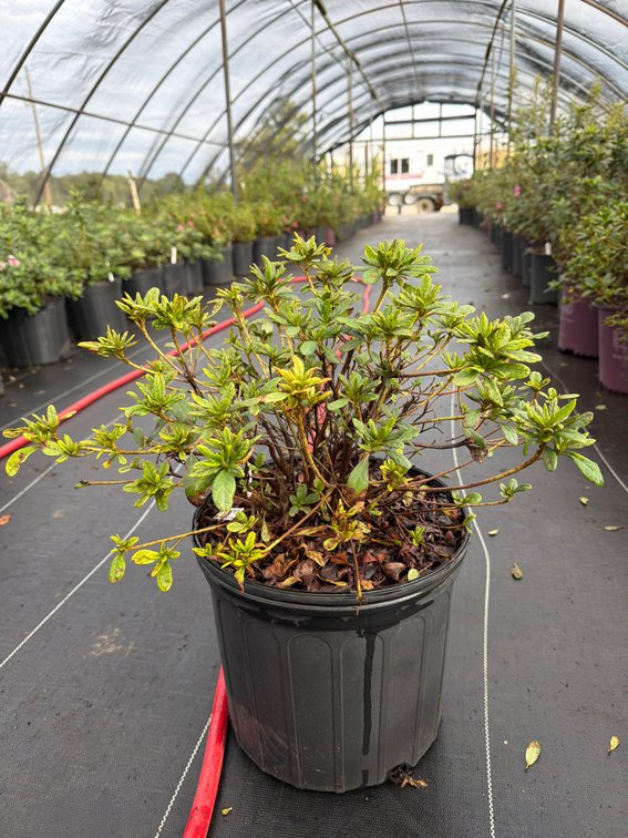 7count Sunset Encore Azalea 3 gal