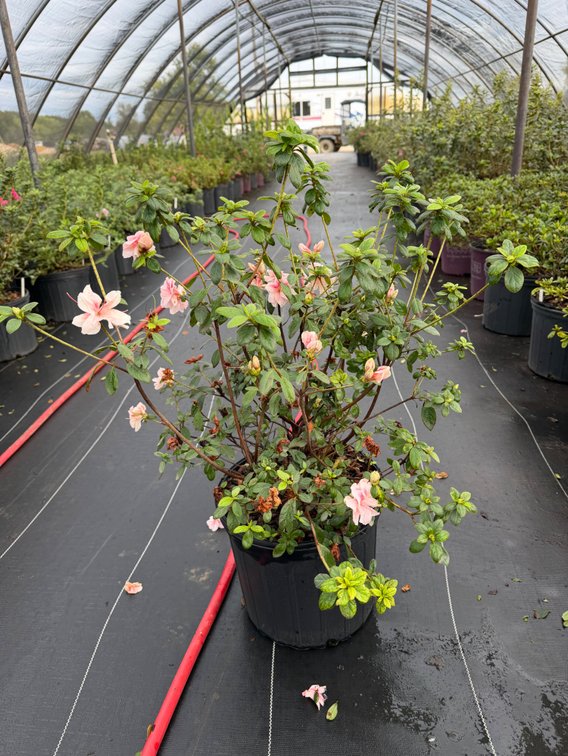 8count Belle Encore Azalea 3 gal