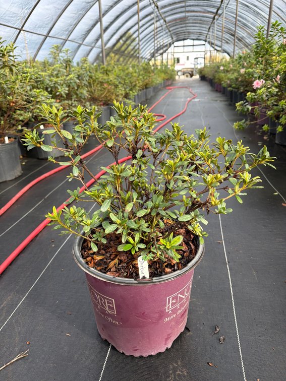 6count Starburst Encore Azalea 3 gal