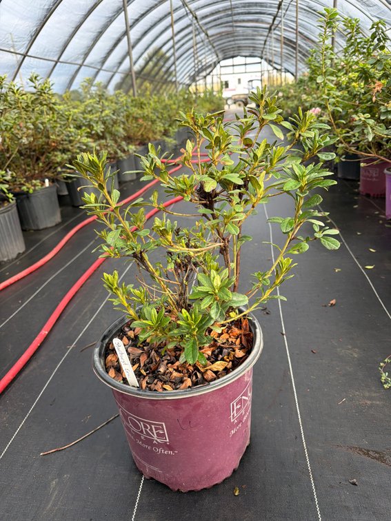 6count Starburst Encore Azalea 3 gal
