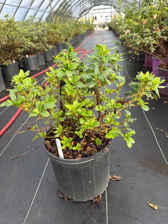 7count Sunburst Encore Azalea 3 gal
