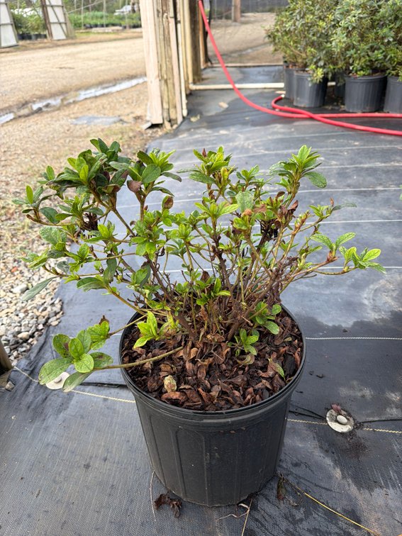 7count Sunburst Encore Azalea 3 gal