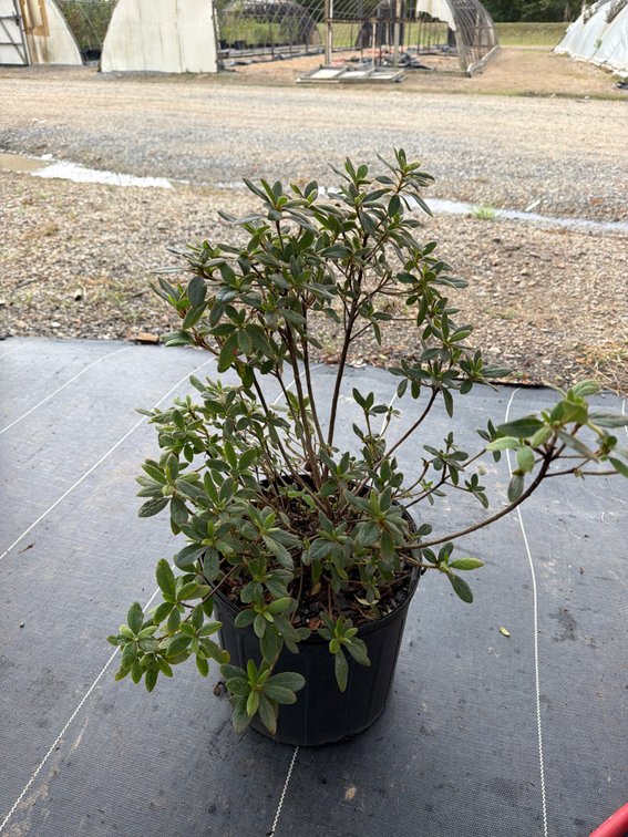 8count Lily Encore Azalea 3 gal