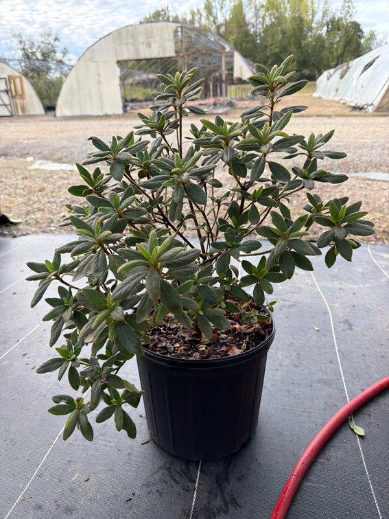 8count Lily Encore Azalea 3 gal