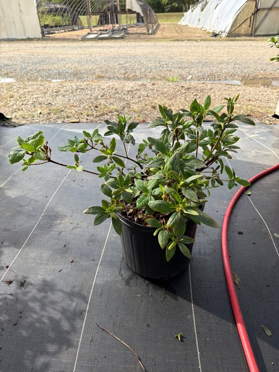 8count Lily Encore Azalea 3 gal