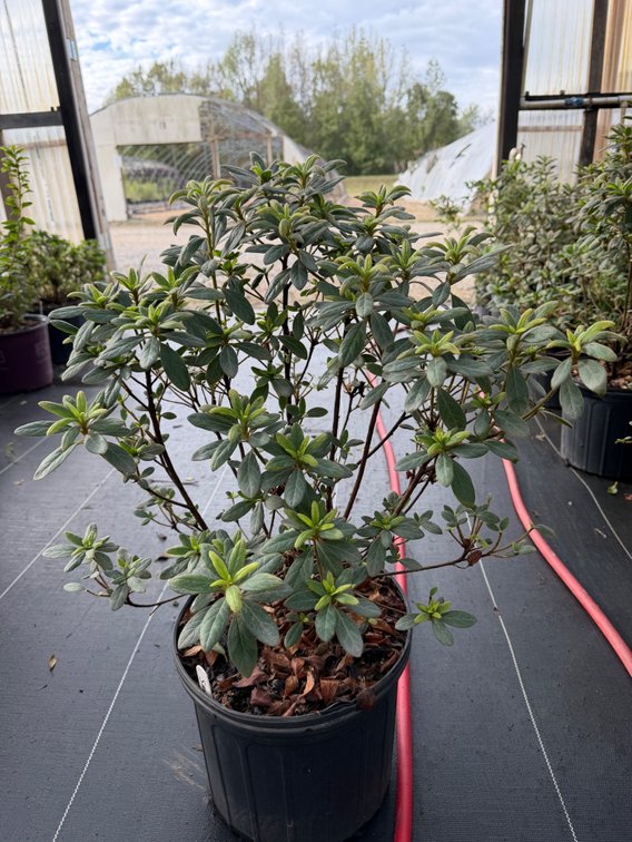 8count Sangria Encore Azalea 3 gal