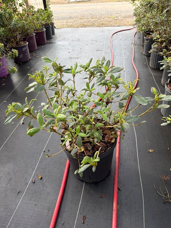 8count Sangria Encore Azalea 3 gal