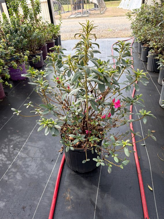 5count Sangria Encore Azalea 3 gal