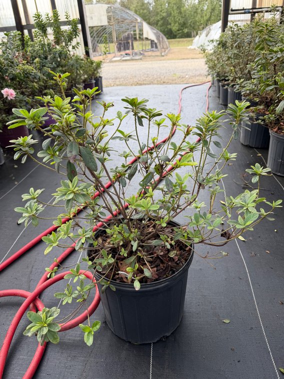 8count Bravo Encore Azalea 3 gal