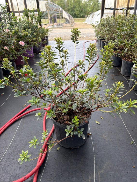 8count Bravo Encore Azalea 3 gal