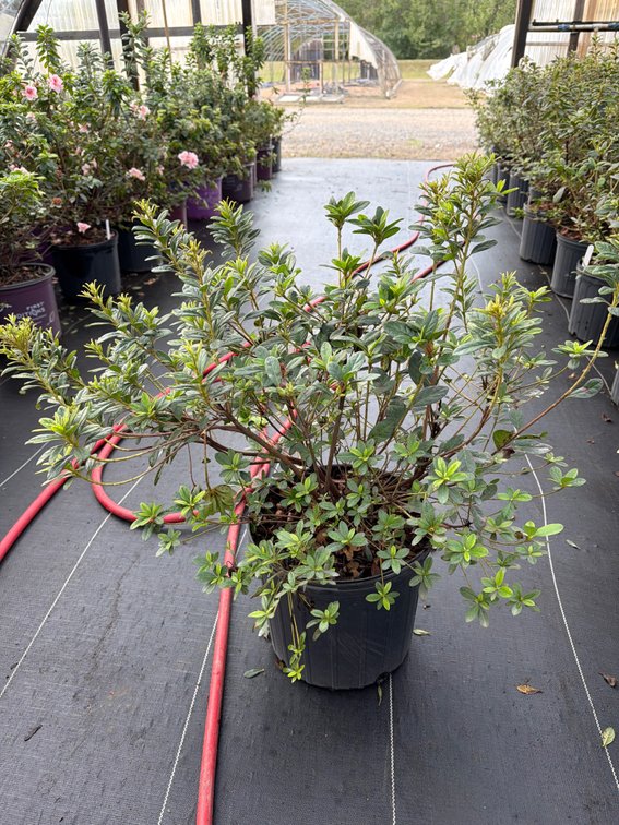 6count Bravo Encore Azalea 3 gal