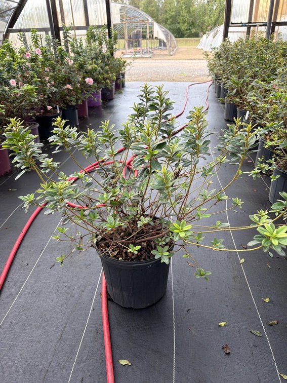 6count Bravo Encore Azalea 3 gal
