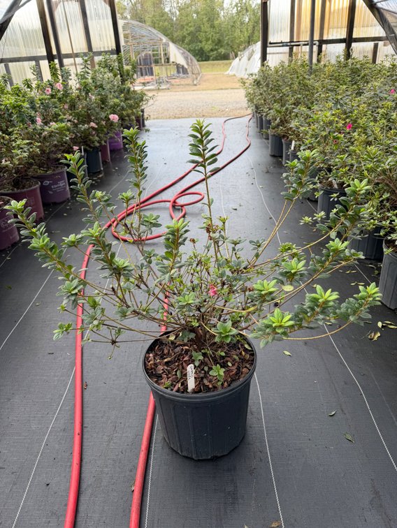 6count Empress Encore Azalea 3 gal