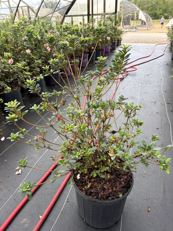 6count Empress Encore Azalea 3 gal