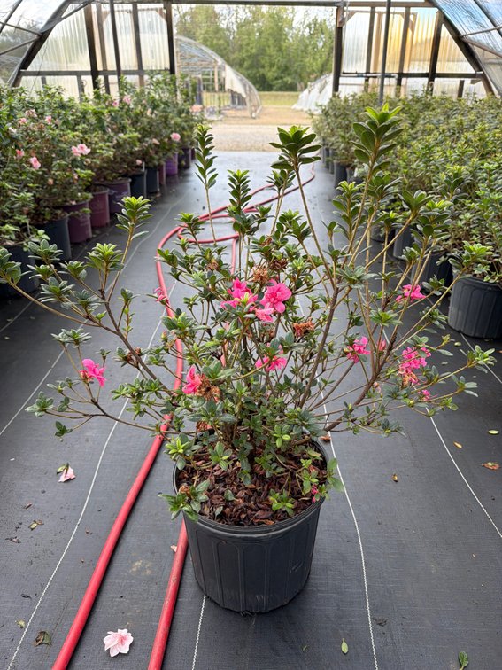 6count Empress Encore Azalea 3 gal