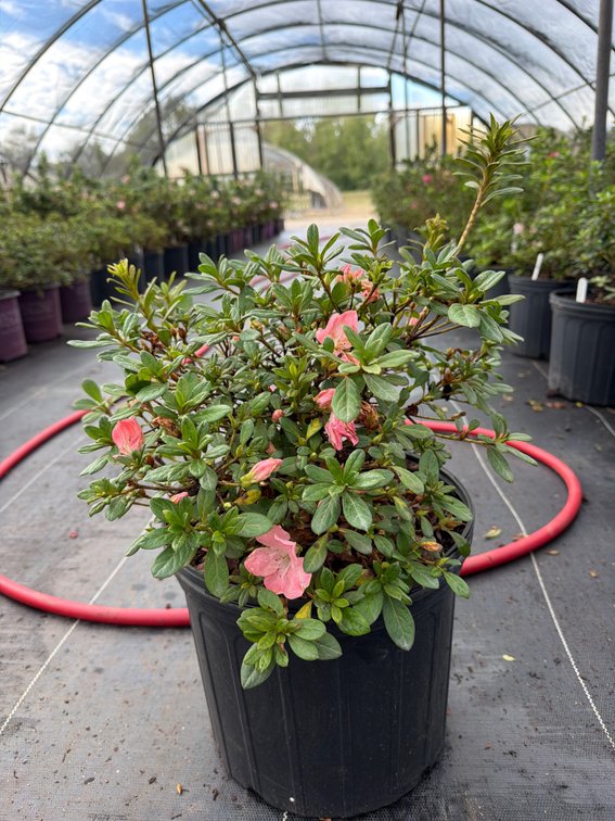 8count Debutante Encore Azalea 3 gal