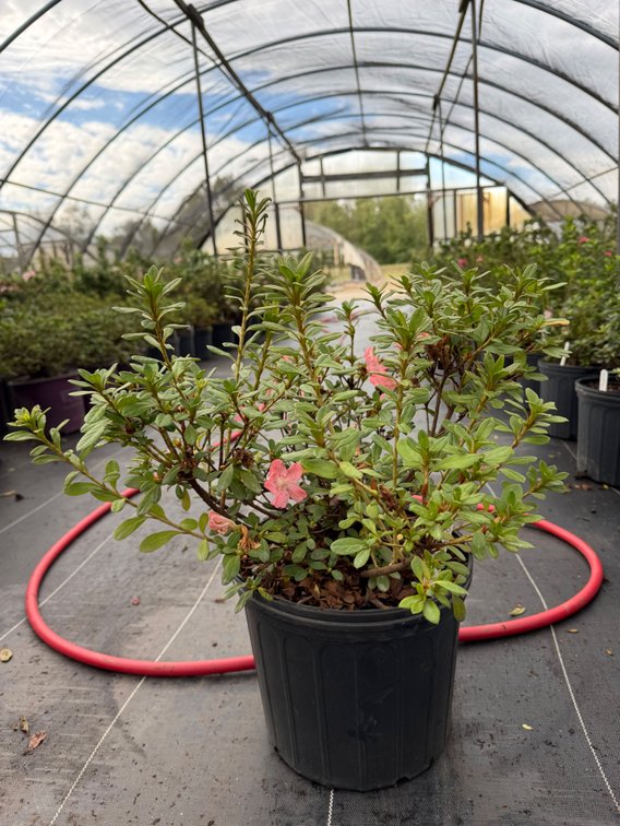 8count Debutante Encore Azalea 3 gal