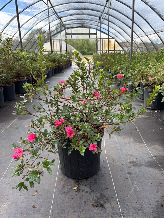 8count Cheer Encore Azalea 3 gal
