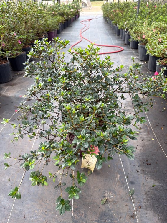 8count Cheer Encore Azalea 3 gal