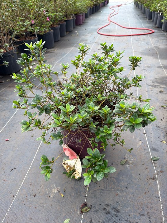 8count Cheer Encore Azalea 3 gal