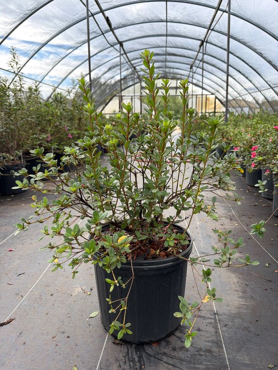 8count Cheer Encore Azalea 3 gal
