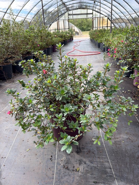 5count Cheer Encore Azalea 3 gal