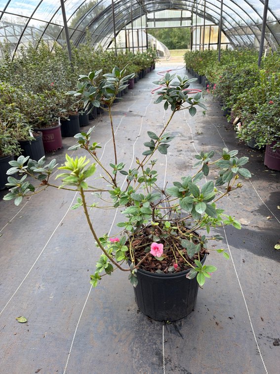 8count Rouge Encore Azalea 3 gal