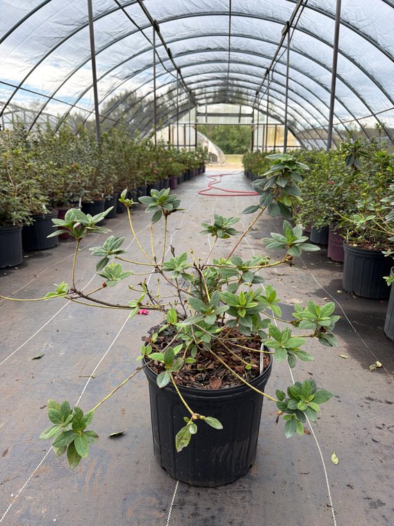 8count Rouge Encore Azalea 3 gal