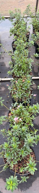 8count Mixed Encore Azalea 3 gal