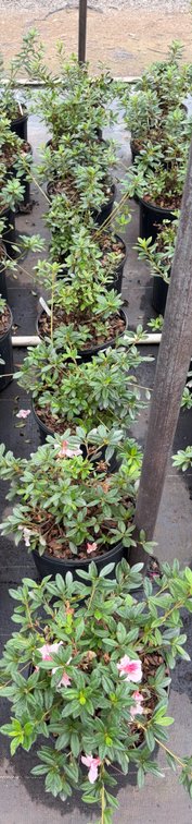 8count Mixed Encore Azalea 3 gal