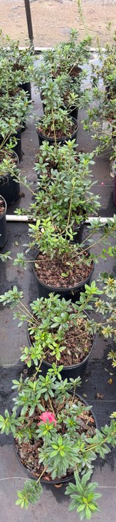 8count Mixed Encore Azalea 3 gal
