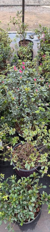 8count Mixed Encore Azalea 3 gal