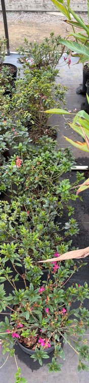 8count Mixed Encore Azalea 3 gal