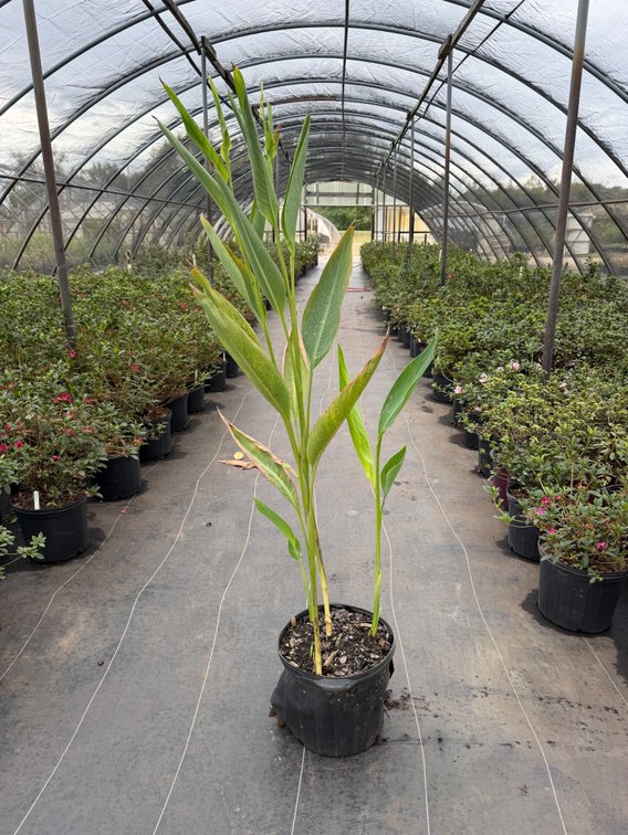 3count Canna Lily 3 gal