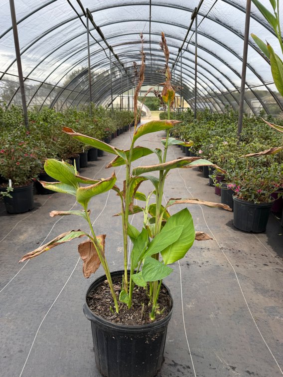3count Canna Lily 3 gal