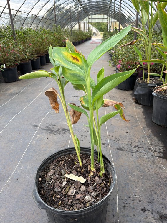 3count Canna Lily 3 gal