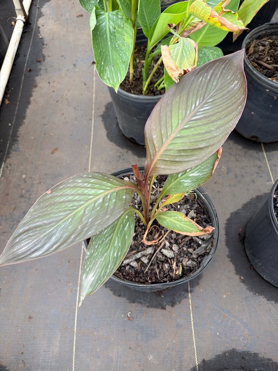 3count Canna Lily 3 gal