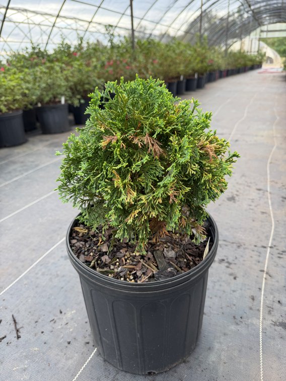4count Little Giant Arborvitae 3 gal