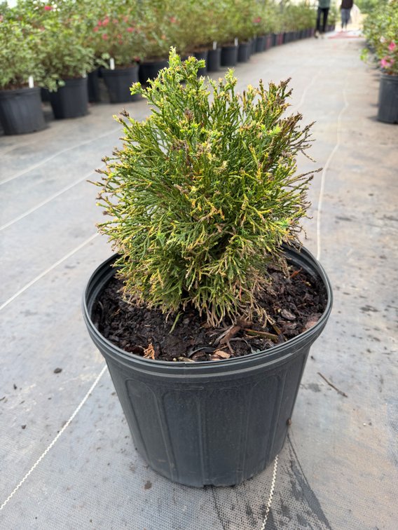 3count Emerald Arborvitae 3 gal