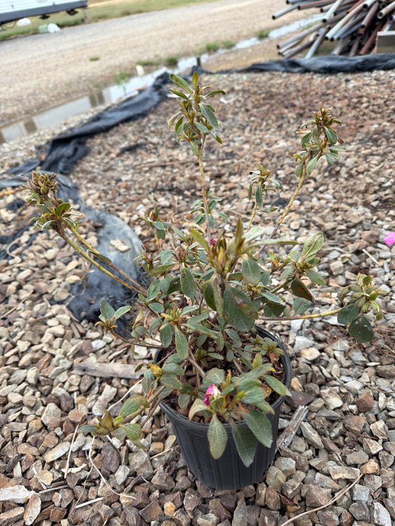7count Mixed Encore Azalea 1 gal