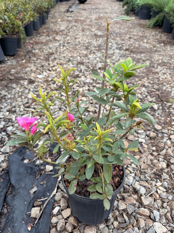 10count Mixed Encore Azalea 1 gal
