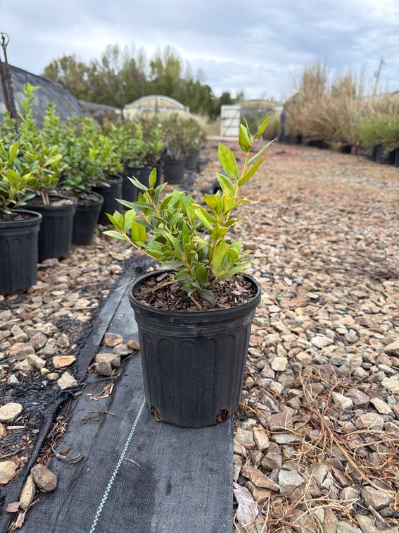 12count Burford Holly 1 gal