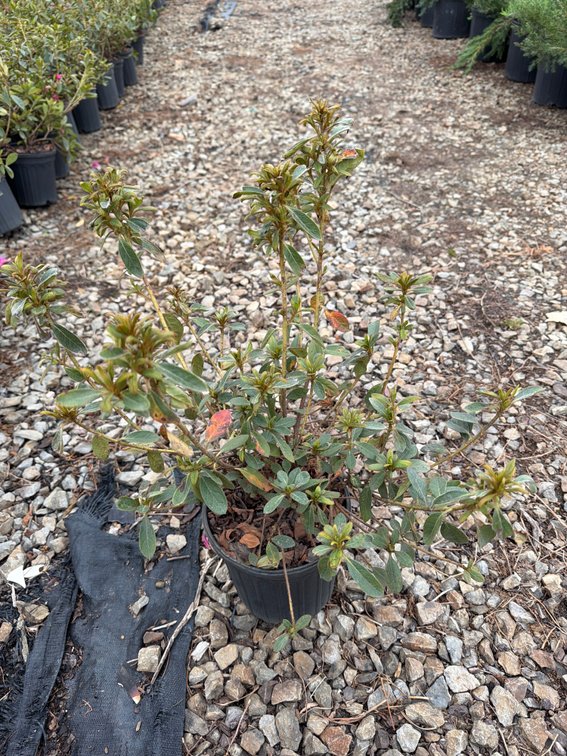 10count Mixed Encore Azalea 1 gal