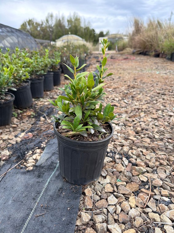 12count Burford Holly 1 gal