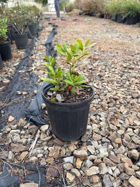 12count Burford Holly 1 gal